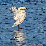 Stretching Swan On Ice_DSCF6405